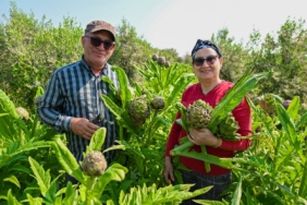 mersin-buyuksehirin-enginar-yumrusu-destegi-ilk-hasadini-verdi-1jpg-16492720260504090358.jpg