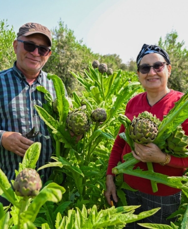 mersin-buyuksehirin-enginar-yumrusu-destegi-ilk-hasadini-verdi-1jpg-16492720260504090358.jpg